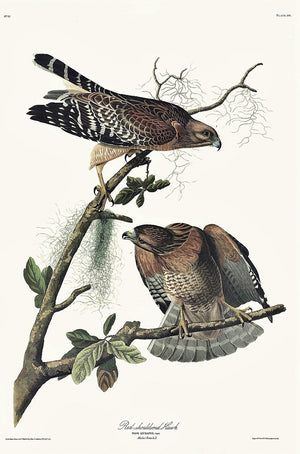 Red-shouldered Hawk