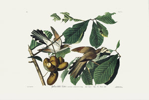 Yellow-billed Cuckoo
