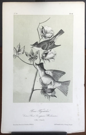 Audubon Octavo Pewee Flycatcher, plate 63, uncolored test sheet. 7 x 11