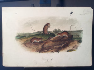 Lord-Hopkins Collection - Jumping Mouse
