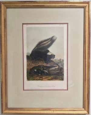 42 Original Audubon Octavo Common American Skunk, framed