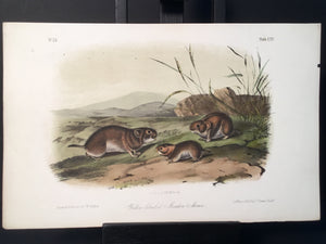 Lord-Hopkins Collection - Yellow Cheeked Meadow Mouse