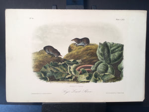 Lord-Hopkins Collection - Say’s Least Shrew