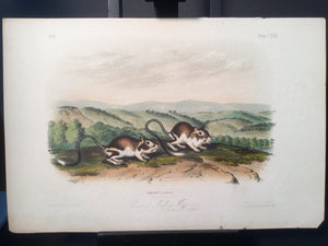 Lord-Hopkins Collection - Pouched Jerboa Mouse