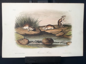 Lord-Hopkins Collection - Missouri Mouse