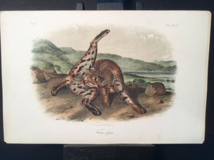 Lord-Hopkins Collection - Texan Lynx