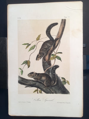 Lord-Hopkins Collection - Collies Squirrels