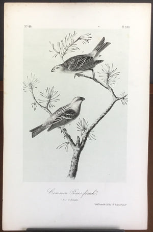 Audubon Octavo Common Pine Finch (2), plate 199, uncolored test sheet, 7 x 11