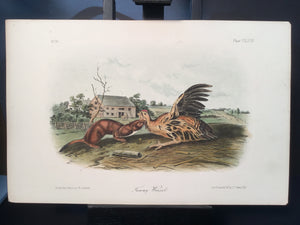Lord-Hopkins Collection - Tawny Weasel