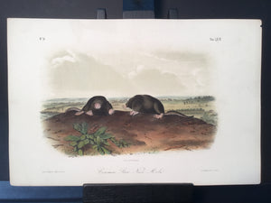 Lord-Hopkins Collection - Common Star Nose Mole
