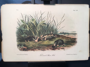 Lord-Hopkins Collection - Townsend’s Shrew Mole
