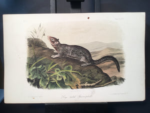 Lord-Hopkins Collection - Large Tailed Spermophile
