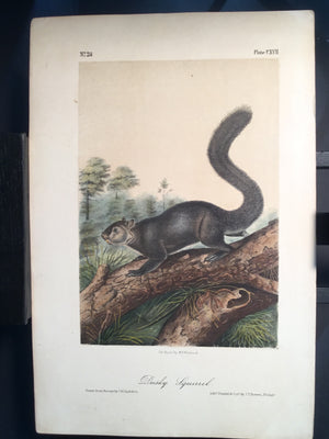 Lord-Hopkins Collection - Dusky Squirrel