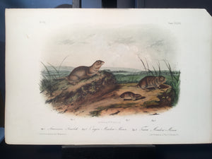 Lord-Hopkins Collection - Texan Meadow Mouse