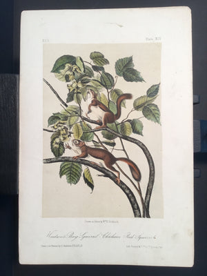 Lord-Hopkins Collection - Hudson Bay Squirrel