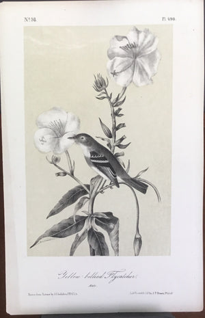 Audubon Octavo Yellow Bellied Flycatcher, plate 490, uncolored test sheet, 7 x 11