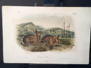 Lord-Hopkins Collection - Bachman’s Hare