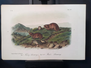 Lord-Hopkins Collection - Tawny Lemming