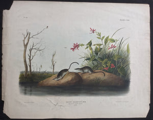 Audubon Original Imperial plate 125, American Marsh Shrew