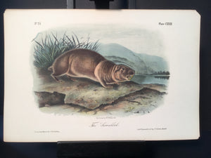 Lord-Hopkins Collection - The Sewellel
