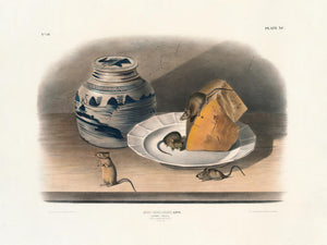 Common Mouse