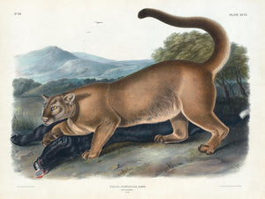 Cougar