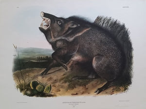 Collard Peccary