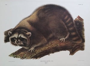Raccoon