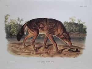 Red Texan Wolf