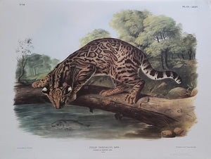 Ocelot