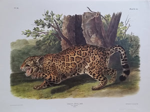 Jaguar