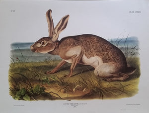 Texan Hare