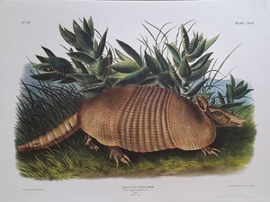 Armadillo