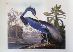 Louisiana Heron, 19 x 23 inches