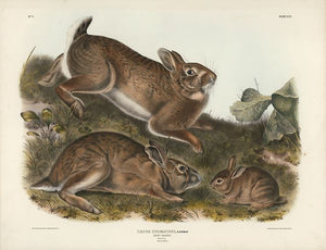 Original Imperial Grey Rabbit, plate 22