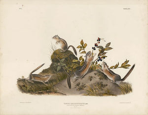 Original Imperial Four Striped Ground Squirrel, plate 24