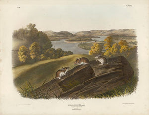 Original Imperial White-footed Mouse, plate 40