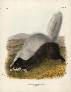 Original Imperial Texan Skunk, plate 53