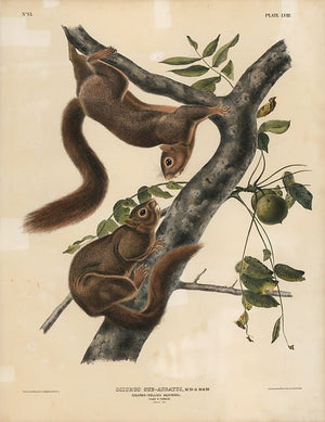 Original Imperial Orange-bellied Squirrel, plate 58