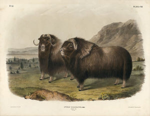 Original Imperial Musk Ox, plate 111