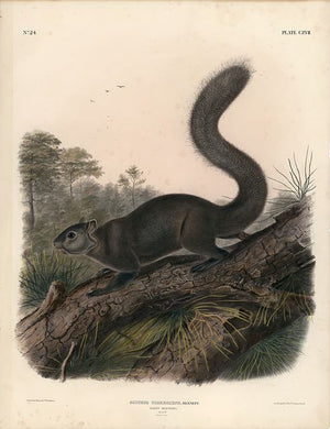 Original Imperial Dusky Squirrel, plate 117