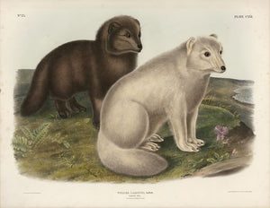 Original Imperial Artic Fox, plate 121