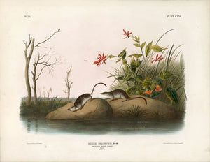 Original Imperial American Marsh Shrew, plate 125