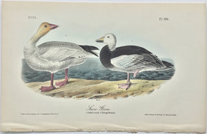 381 Audubon Octavo 1st Edition Snow Goose