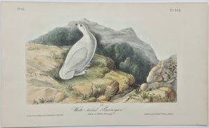 302 Audubon Octavo 1st Edition White-tailed Ptarmigan