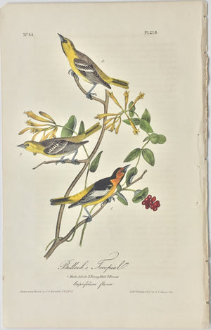 Original Audubon Octavo Bullick's Troupials, plate 218