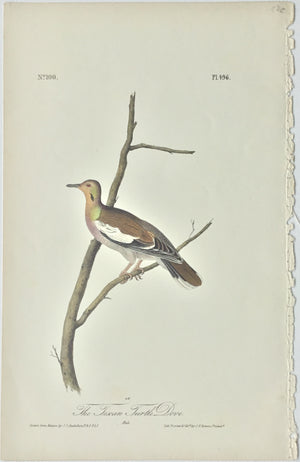 496 Audubon Octavo  1st Edition Texan Turtle Dove