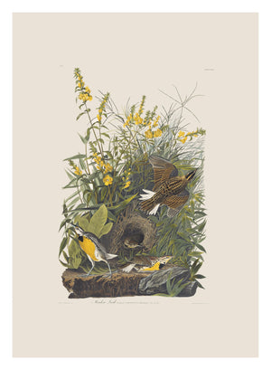 Meadowlark
