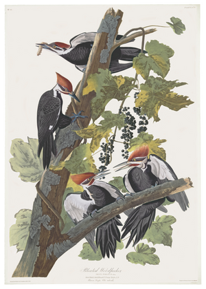 Pileated Woodpecker