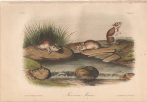 Audubon Original Octavo Mammal, Missouri Mouse plate 100